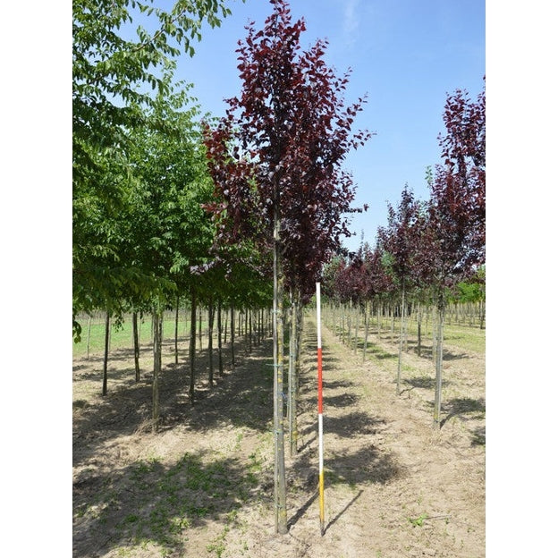 Körsbärsplommon - Prunus cerasifera 'Nigra' 12-14 HS,